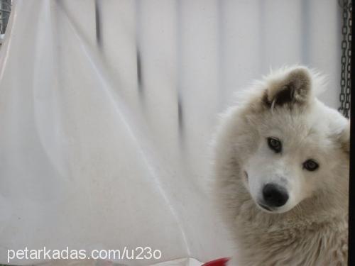 samantha Dişi Samoyed