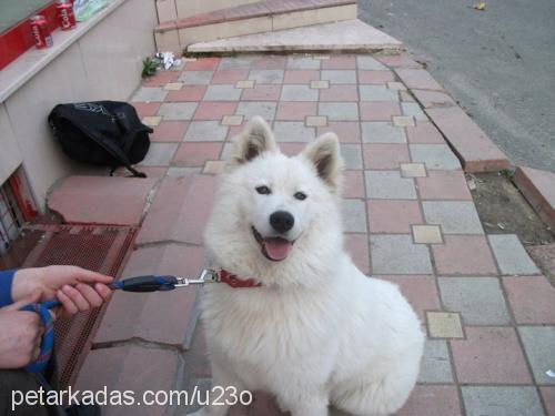 samantha Dişi Samoyed