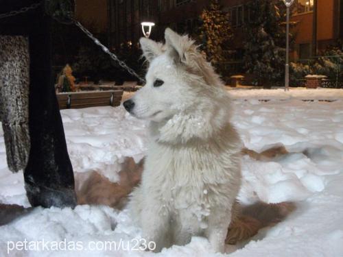 samantha Dişi Samoyed