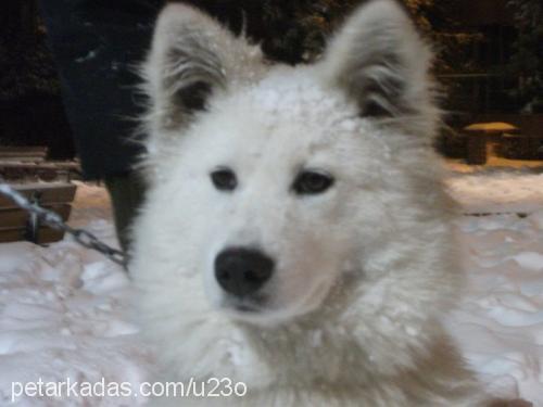 samantha Dişi Samoyed