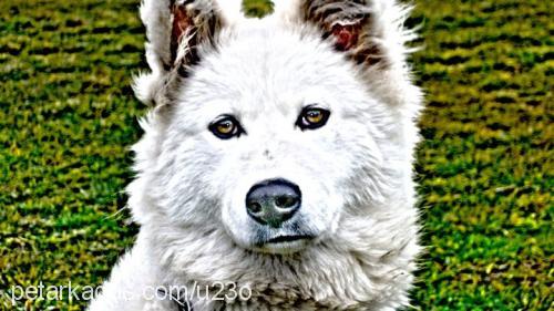 samantha Dişi Samoyed