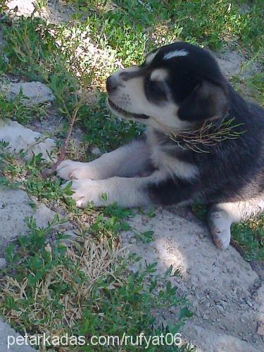 oscar Erkek Sibirya Kurdu (Husky)