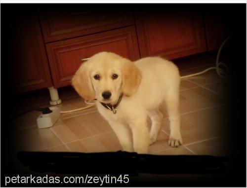 zeytin Dişi Golden Retriever