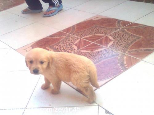 zeytin Dişi Golden Retriever