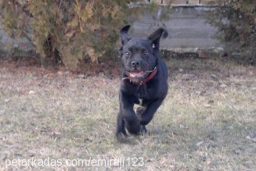 dark Erkek Cane Corso Italiano