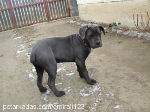 dark Erkek Cane Corso Italiano