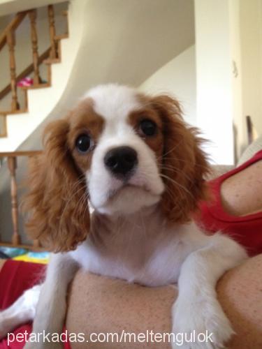 daisy Dişi Cavalier King Charles Spanieli