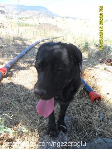 vera Dişi Golden Retriever