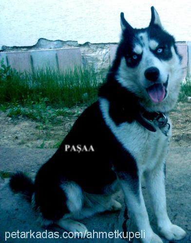 paşa Erkek Alaskan Malamute