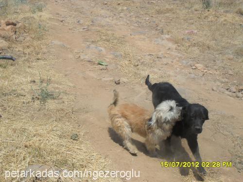 vera Dişi Golden Retriever