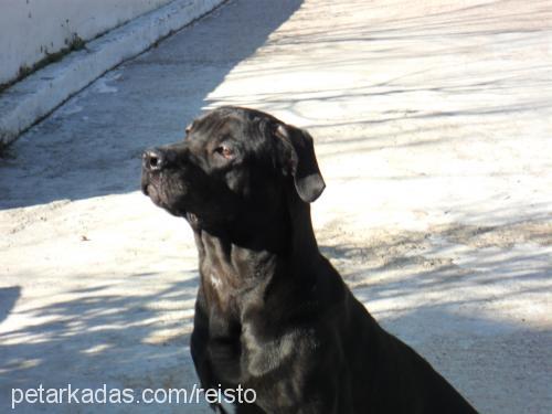 reis Erkek Cane Corso Italiano