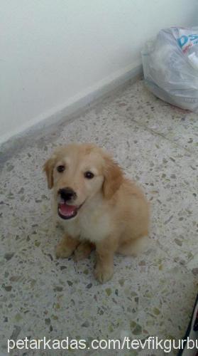 maya Dişi Golden Retriever