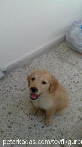 maya Dişi Golden Retriever