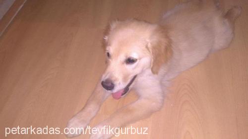 maya Dişi Golden Retriever