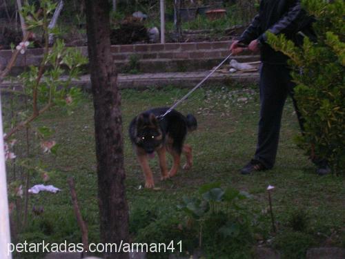 kaiser Erkek Alman Çoban Köpeği