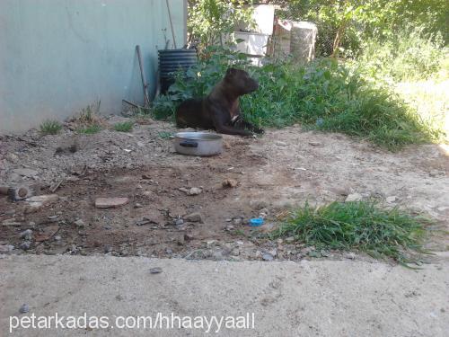 hayal Dişi Amerikan Pitbull Terrier