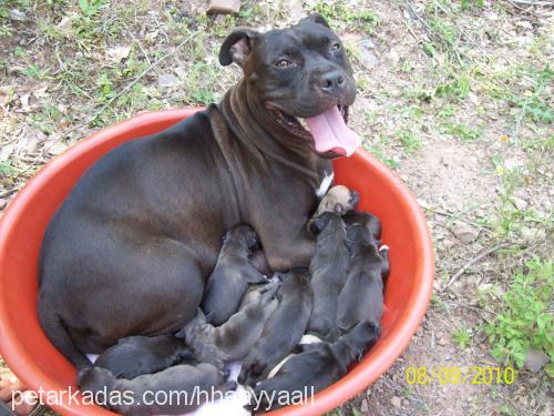 hayal Dişi Amerikan Pitbull Terrier