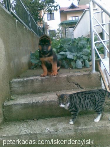 oscar Erkek Alman Çoban Köpeği