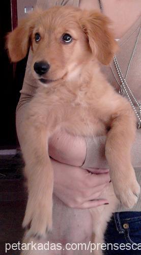 prenses Dişi Golden Retriever