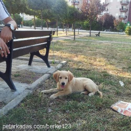 edward Erkek Golden Retriever