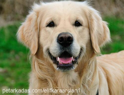 paşa Dişi Golden Retriever