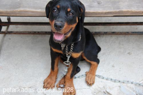 maya Dişi Rottweiler