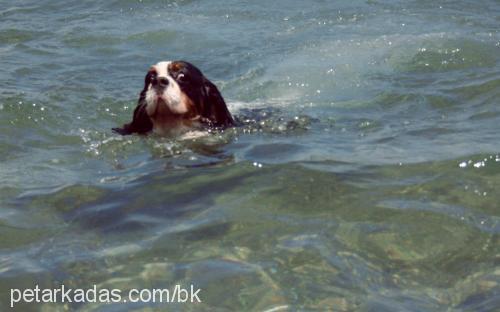 cookie Erkek Cavalier King Charles Spanieli