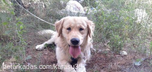 tarçınn Erkek Golden Retriever