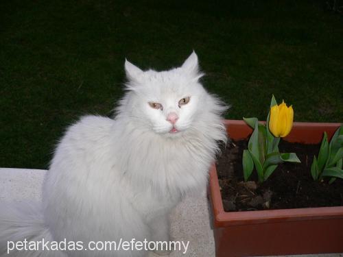 pamuk Erkek Ankara Kedisi (Angora)