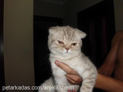 telve Dişi Scottish Fold