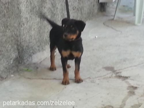 zeytinreis Dişi Rottweiler