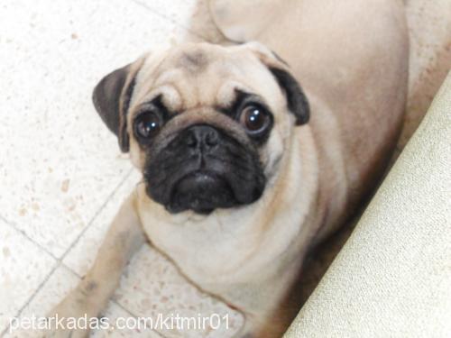 kıtmir Erkek Pug