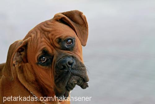 zeus Erkek Boxer