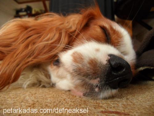 miço Erkek Cavalier King Charles Spanieli