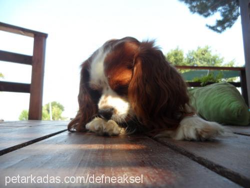 miço Erkek Cavalier King Charles Spanieli