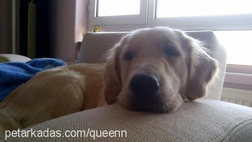 badem Dişi Golden Retriever