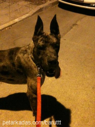 barut Erkek Great Dane (Danua)