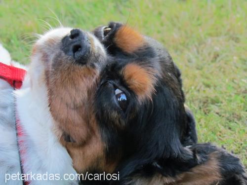 carlos Erkek Cavalier King Charles Spanieli