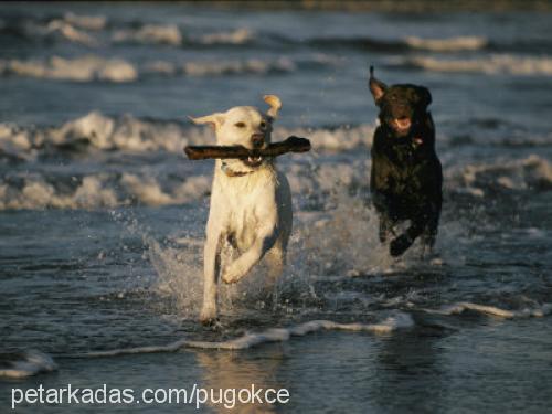 paşa Erkek Labrador Retriever