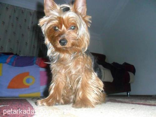 paŞa Erkek Yorkshire Terrier