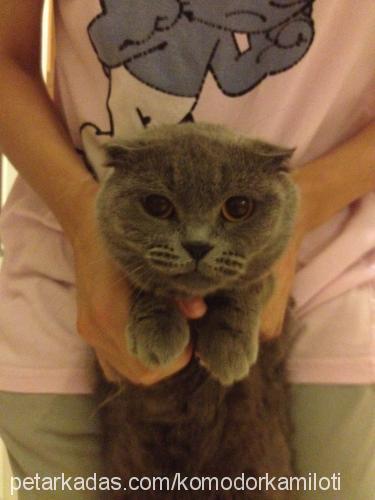 dumi Dişi Scottish Fold