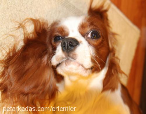 tarçın Erkek Cavalier King Charles Spanieli