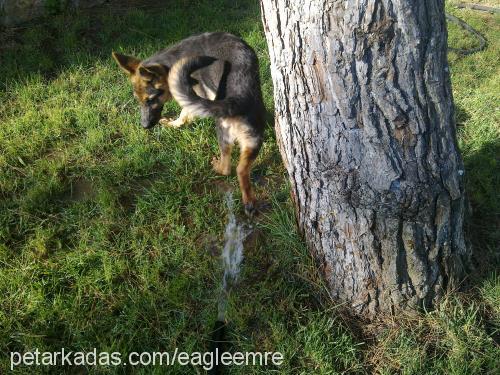 ashles Erkek Alman Çoban Köpeği