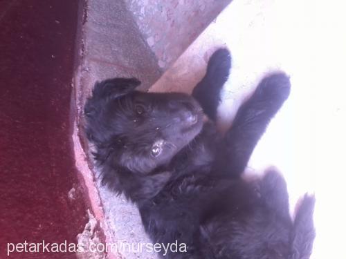 zeytin Dişi Labrador Retriever