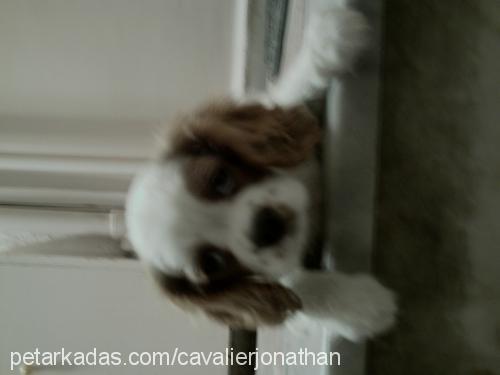 jonathan Erkek Cavalier King Charles Spanieli