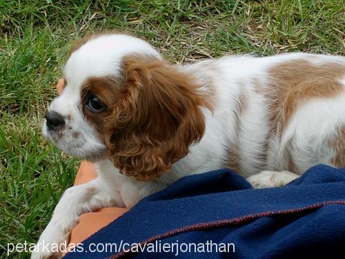 jonathan Erkek Cavalier King Charles Spanieli