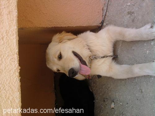 zilli Dişi Golden Retriever