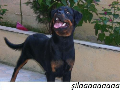 şila Erkek Rottweiler