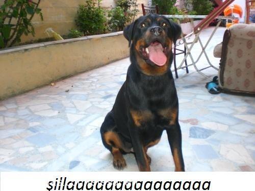 şila Erkek Rottweiler