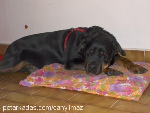 hera Dişi Rottweiler